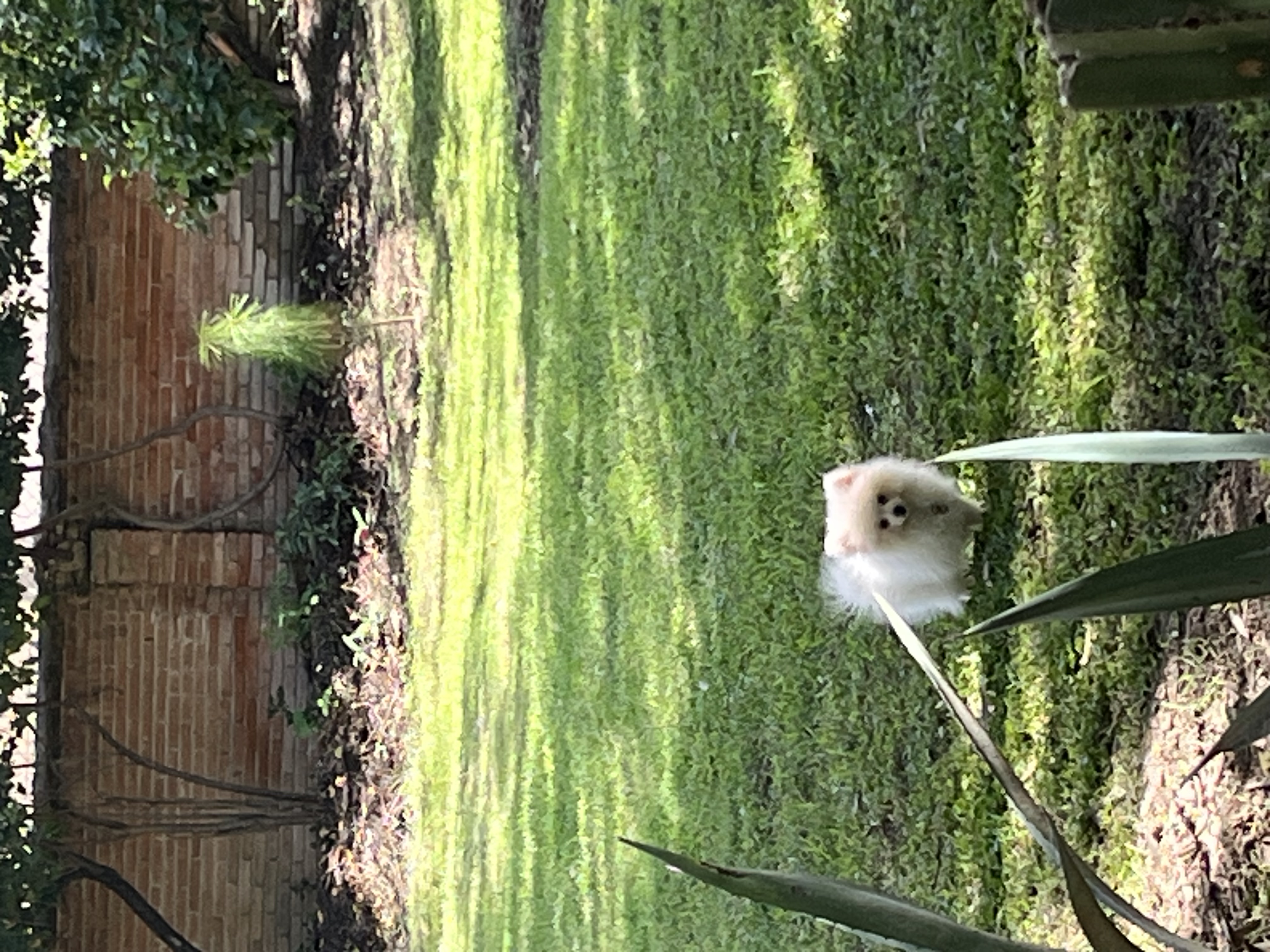 Haciendacordova - Hacienda Para Eventos en Oaxaxa, Oaxaca - Vista 28 de 37 de las instalaciones y espacios del lugar